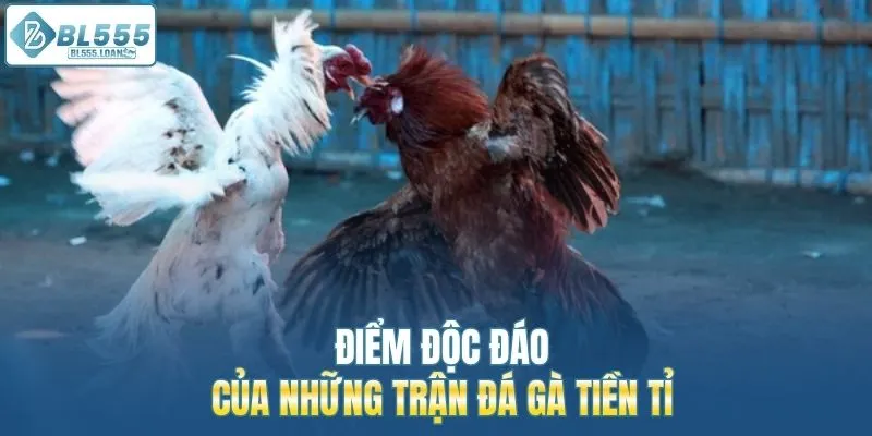 điểm đôc đáo của những trận đá gà 