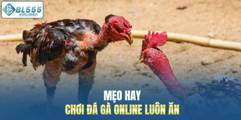 mẹo hay chơi đá gà online luôn ăn 